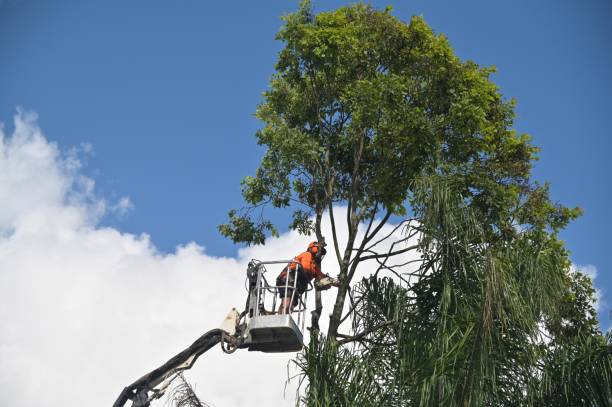 Best Root Management and Removal  in Sunnyside, CA